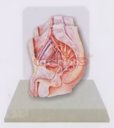 DESK-TYPE, MALE HEALTH URINARY PELVIS MODEL WITH DESCRIPTION PLATE